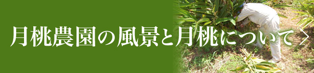 月桃農園の風景と月桃について