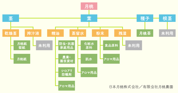 月桃の総合活用図